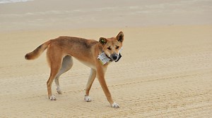 Dingo allegedly speared to death