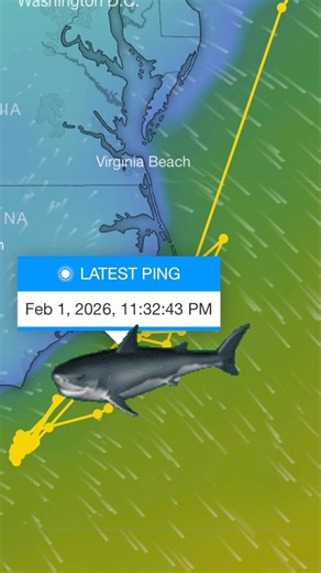 WHEN WINTER HITS, SHARKS MOVE. 🦈❄️ It’s freezing across the US East Coast — and even Florida saw snow ❄️🌴… and white shark CAYO felt it too. As a powerful nor’easter pushed through with icy air and strong winds, CAYO made a big move. Named by longtime partner YETI , CAYO (a 10’3” juvenile female) was northeast of Cape Hatteras on January 30. Around the height of the storm, she shifted south — with her latest ping showing her now well below Cape Lookout. That’s 153 miles in just 2.5 days — abou