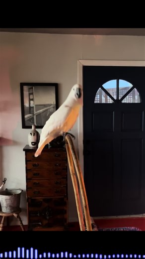 🔥🔥🔥🔥🔥🔥Bella shows off her moves to Cluckers, by C Murder! #cluckers #cmurder #rap #petlover #fyp