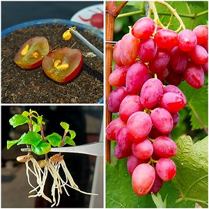 16K views · 108 reactions | Simple idea for grow grape plant at home from seeds || Easy idea for gardening | Rana Craft | Facebook