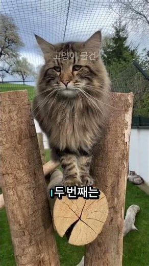 세계에서 가장 털이 많은 고양이 품종 4가지!! #고양이