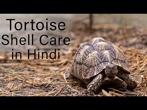 कछूए के shell की देखभाल कैसे करे | Tortoise Shell care #kachhua #indianstartortoise #startortoise