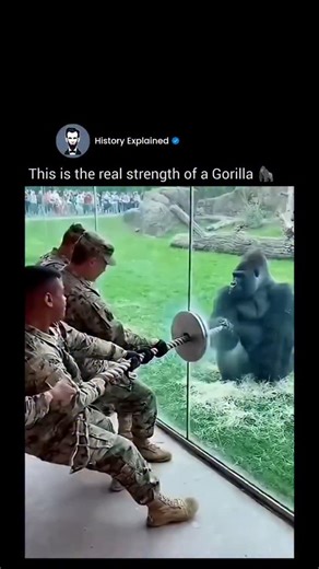 History Explained on Instagram: "Follow @HISTORY__EXPLAINED for more interesting content! ✅ The instagram reel of a silverback gorilla effortlessly overpowering four soldiers in a playful tug-of-war through zoo glass, emphasizing raw primate strength. Biologically, gorillas' muscle composition—rich in fast-twitch fibers—grants them 4-10 times the upper-body pulling power of humans, with silverbacks capable of deadlifting up to 1,800 pounds per peer-reviewed studies in primate anatomy. Such conte