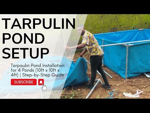 Tarpaulin Pond Installation for 4 Ponds| Step-by-Step Guide for catfish farming #fish