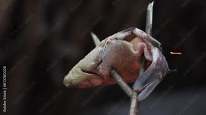 Cooking freshly caught fish over a campfire in the forest, survival Stock Video