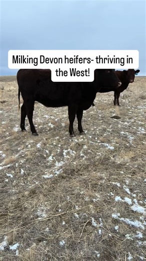16 reactions | I bought a group of American Milking Devon yearling+...