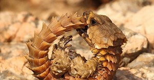 Armadillo Lizard