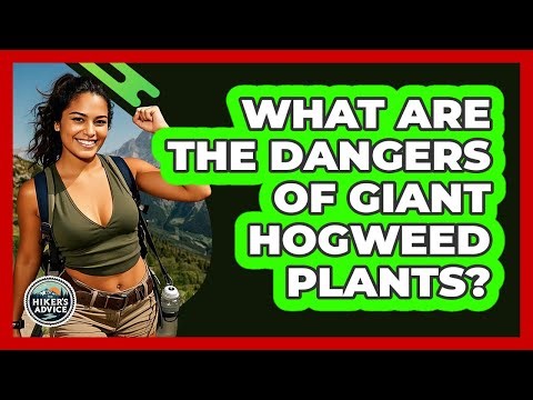 What Are The Dangers Of Giant Hogweed Plants?