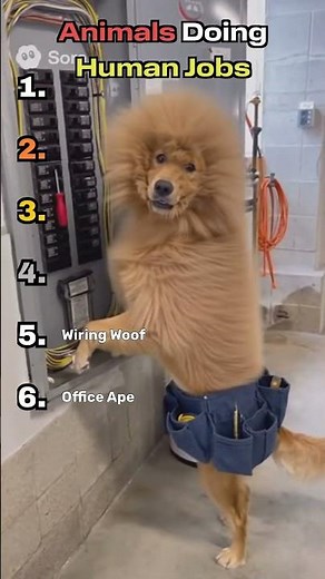 Animals Doing Human Jobs!