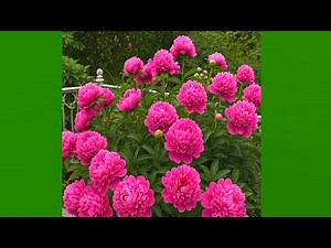 Heaven of Flowers | Calm, Peaceful & Aesthetic Nature Slideshow 🌸🌿✨