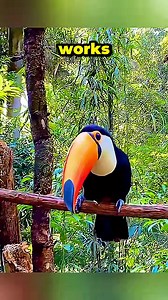 This Bird  You’ll Be Instantly.. | Wild Facts | Facebook