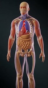 “Inside the Human Body | 4K Scientific Visualization” 🧠💓