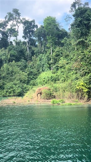 ร้อนๆเล่นโคลนบายใจ⛰️🌿🐘#เขื่อนเชี่ยวหลาน #สุราษฎร์ธานี