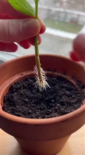 Gardeners’ method for strong mint on the balcony