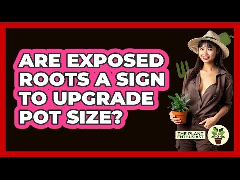 Are Exposed Roots A Sign To Upgrade Pot Size?