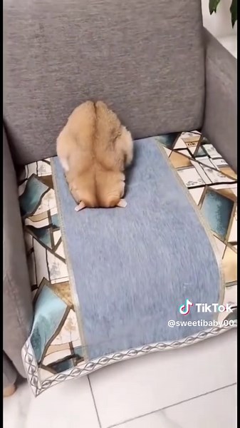 Understanding Cat Sleeping Positions and Their Meanings