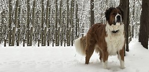 Saint Bernese (Saint Bernard X Bernese Mountain Dog) | Info, Temp, Puppies & Pictures