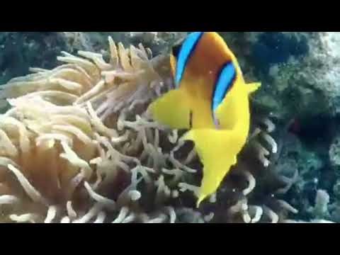 Zero personal space - Nemo edition