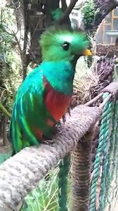 26K views · 1.9K reactions |  ESTE ES EL CANTO DEL #QUETZAL El...