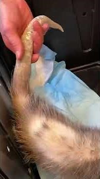 Rat vs Opossum Tails Pt. 2 🤪 #shorts