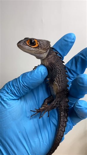 Dayyan Saylany 🇨🇦(🇮🇷🇧🇪🇨🇭) on Instagram: "Another little crocodile skink family health check-up! As a reminder, aside from geckos, Tribolonotus (crocodile skinks) are among the only other lizards with vocal cords. They can bark, chirp, squeak, and even growl to express distress or announce their presence! Every few months, I do a complete check-up on my skinks, handling each one to make sure they’re healthy, cleaning their terrariums, and checking for new eggs or babies. Here’s a peek at 