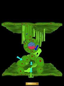 Transpiration des plantes