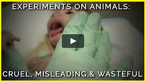 Experiments on Animals: Cruel, Misleading, and Wasteful