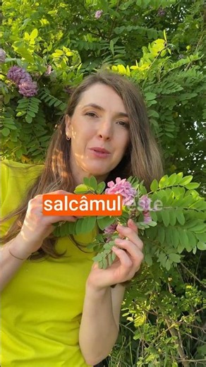 Salcâmul Roz (Robinia hispida) – Planta Frumoasă Care Poate Fi Toxică