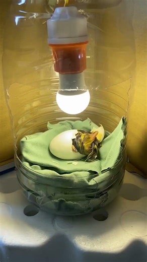 Have you all learned it? # Love Rating Incentive Program