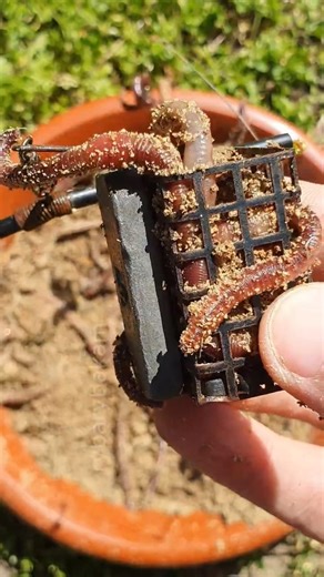 How to Pack a Feeder with Worms for Big Fish #shorts