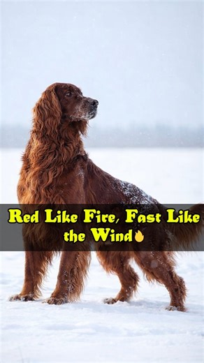 Born to Hunt: The Incredible Stamina of the Irish Red Setter💨🐕 . . . . . #IrishSetter #DogBreeds #DogLovers #WorkingDogs #SportingDogs #animallover | Doggy Discovery