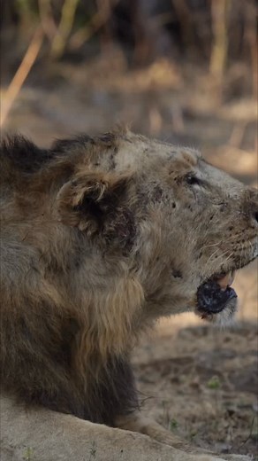 When King Roars ! Count Roars and comment the counts. Camera: Canon EOS R5 Mark II & EF 400mm F/2.8 L IS II USM #vibewithcanon #CANwithCanon #canoneosexplorer #clickwithcanon #timelesslegacy #natgeoindia #animalplanetindia #natgeotravellerindia #natgeoyourshot #tapansheth #lionman #wildlifephotography #wildlife #canonasia #GujaratTourism #IncredibleIndia #lions #sasangir Lions, sasan gir, canon india, wildlife photography, nature photography, Tapan Sheth @canonindia_official @gujarattourism @inc