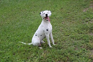 55K views · 813 reactions | A puppy walks into a fire station... At 2:30am Tuesday morning, a dalmatian mix puppy snuck in and followed the engine into the bay after they had come back from a call. He eagerly made himself part of the crew. Unfortunately, he can not stay and play... We would like to get him home. This is his story. | Hillsborough County Fire Rescue, Florida | Facebook