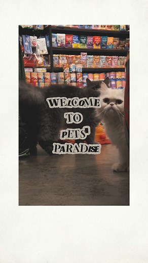 1.7K views · 531 reactions | A cinematic walk through Pet Food Store Sylhet  Persian cats roaming… vintage lights glowing… and a full collection of pet food waiting for your fur babies ✨  Pet Food Store Sylhet ১১৬ বঙ্গবীর আবাসিক এলাকা, ধোপাদিঘীর পার ☎️ 01707075321 | Pet Food Store Sylhet | Facebook