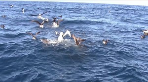 1.4K views · 105 reactions | The Albatross Task Force (ATF) is a joint operation between the RSPB and BirdLife International to reduce albatross deaths on fishing longlines. Here is an update on the work of the ATF after 10 years collaborating with fisheries to save the albatross. | RSPB | Facebook