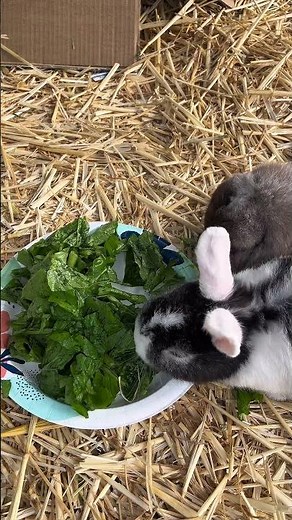 bunny eating turnip greens asmr 🐰🥬| garden sounds, birds & calm ambience