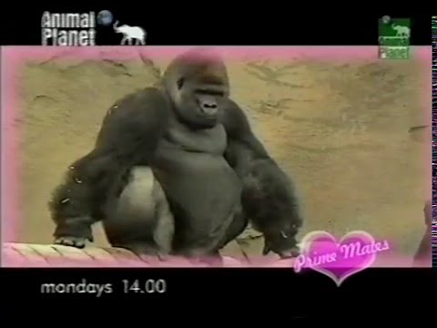 Trailers on Animal Planet (1999?): Croc alert, Prime Mates, and more