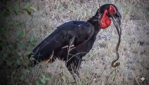 How speed and precision made this bird a snake specialist