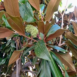 Magnolia Diseases and Pests, Know them ▷➡️ Postposmo