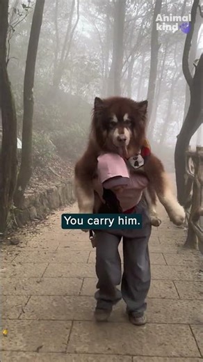 Big dog gets piggyback ride home from his owner