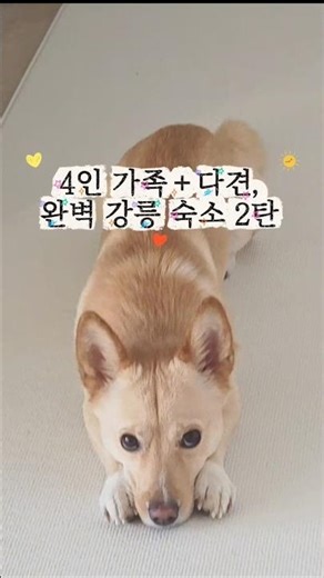 강릉 애견 동반 숙소 강릉 왓댕 후기💓 독채 숙소 추천