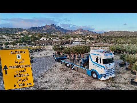 🇪🇸¡Viva Costa Blanca! “Alicante Loading Olive Trees for Holland!” Bremer-Transport | Spain Trucking