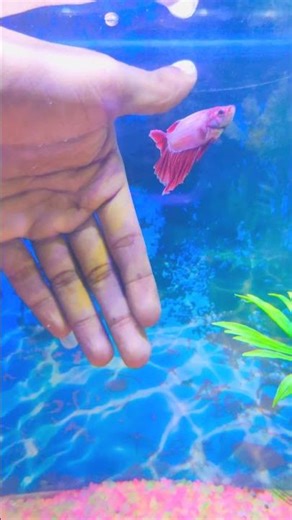 Betta Fish Catching In Aquarium #bettafish #fishcatching #viralshort