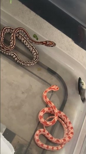 🐍 Cute Little Corn Snake Babies Hatchlings! | Tiny Snake Moments