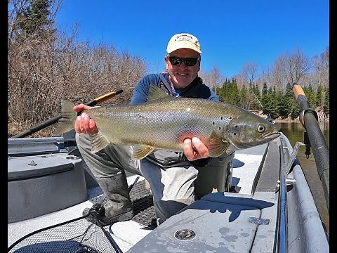 Michigan's Au Sable River - Spring Time Atlantic Salmon