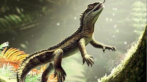 242-million-year-old lizard with 'spectacularly large teeth' found