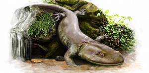 Ancient salamander was hidden inside mystery rock for 50 years – new research