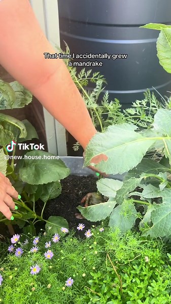 Accidental Discovery: Wild Carrot vs. Mandrake