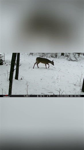 Mysterious Animal Tracks Found in Snowy Forest!