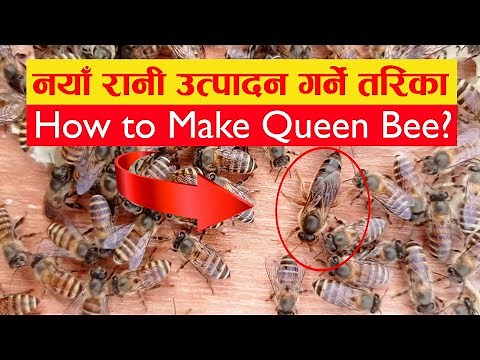How to Make Queen Bee?